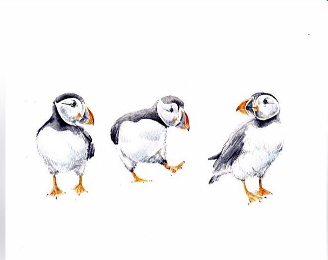 Little Puffins by Ana